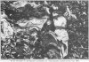 Dead_sucklings_in_the_Armaganska_Valley_1913.jpg