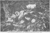 lm_tr_sn57.jpg