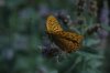 img_007260.jpeg
