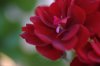img_004181.jpeg