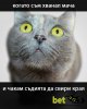 cat-wait2.jpg