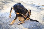 why-is-my-dog-constantly-itching.jpg