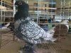 slavi-dove-fantail.jpg