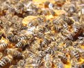 bees-486872_1280.jpg
