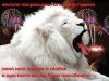 white_lion_new_year.jpg