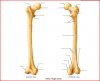 FEMUR.jpg