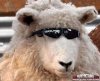 Cool-Funny-Sheep-Funny-Animals.jpg
