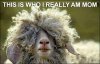 Funny-Sheep-3.jpg